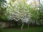 Apple Blossoms - The late Mrs. Gordon's Burns House garden has a surprise weekly