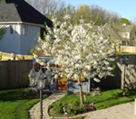 Backyard cherry trees in bloom.