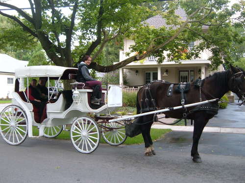 Horse and Buggy in Niagara-on-the-Lake