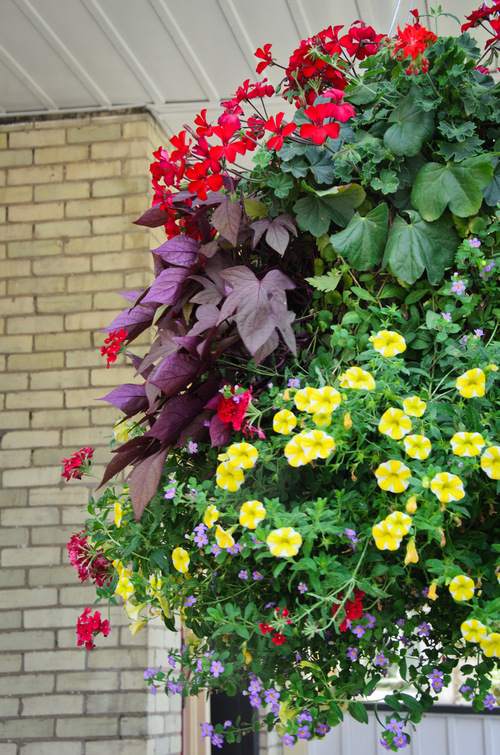 Gardens and Flowers