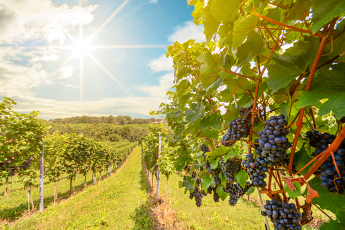 What To Expect On A Niagara Wine Tour (first-time Visitor’s Guide)