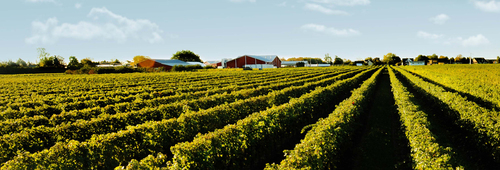 Wine Country Meets Niagara: The Ultimate Niagara Region Sightseeing + Winery Day Plan