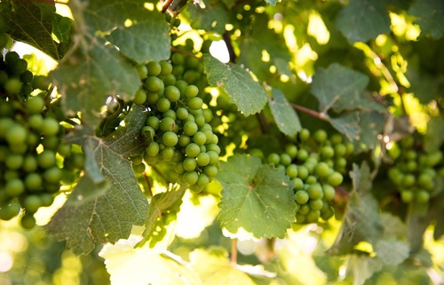Beyond The Falls: Exploring Niagara’s Wine Regions