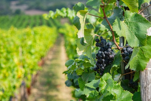 Wine Country Meets The Falls: The Ultimate Niagara Sightseeing + Winery Day Plan