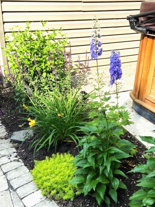 Backyard garden in the summer