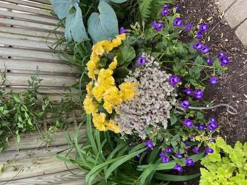 Backyard garden in the summer